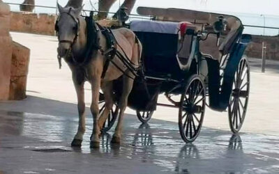 La polémica en Palma: protesta contra la explotación de caballos de galeras